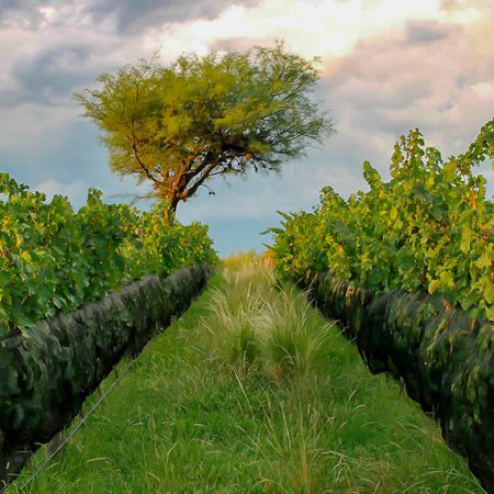 Bodega-Noble-de-San-Javier-22